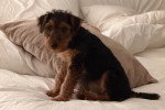 Un Welsh Terrier assis sur un lit
