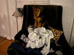 Un Welsh Terrier assis sur un fauteuil 