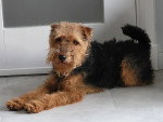 Un Welsh Terrier allongé  sur un sol carrelé