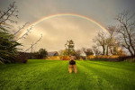 Un Welsh Terrier sur une pelouse verte