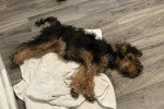 Un Welsh Terrier allongé sur un parquet