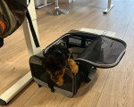 Un Welsh Terrier allongé dans une valise