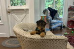 Un Welsh Terrier sur un canapé
