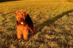 Un Welsh Terrier sur un terrain herbeux et portant un collier autour du cou