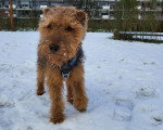 Un Welsh Terrier assis sur une surface enneigée et portant un harnais