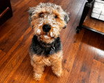 Un Welsh Terrier assis sur un parquet et portant un collier autour du cou