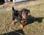Un Welsh Terrier sur un terrain herbeux