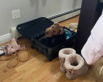 Un Welsh Terrier allongé dans un valise