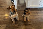 Deux Welsh Terrier assis sur un parquet