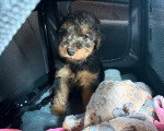 Un Welsh Terrier assis dans un sac de voyage