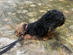 Un Welsh Terrier reniflant le sol