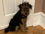 Un Welsh Terrier assis près d'une porte