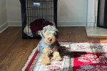 Un Welsh Terrier allongé sur un tapis