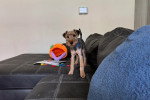 Un Welsh Terrier assis sur un canapé