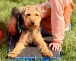 Un Welsh Terrier allongé et regardant vers la caméra