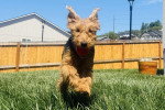 Un Welsh Terrier courant sur une surface herbacée