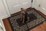 Un Welsh Terrier assis sur un tapis