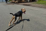 Un Welsh Terrier tenu en laisse sur une voie goudronnée 