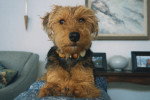 Un Welsh Terrier allongé et portant un collier autour du cou
