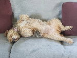 Un Welsh Terrier allongé de dos sur un canapé