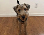 Un Welsh Terrier sur un parquet