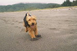 Un Welsh Terrier courant sur une surface sableux