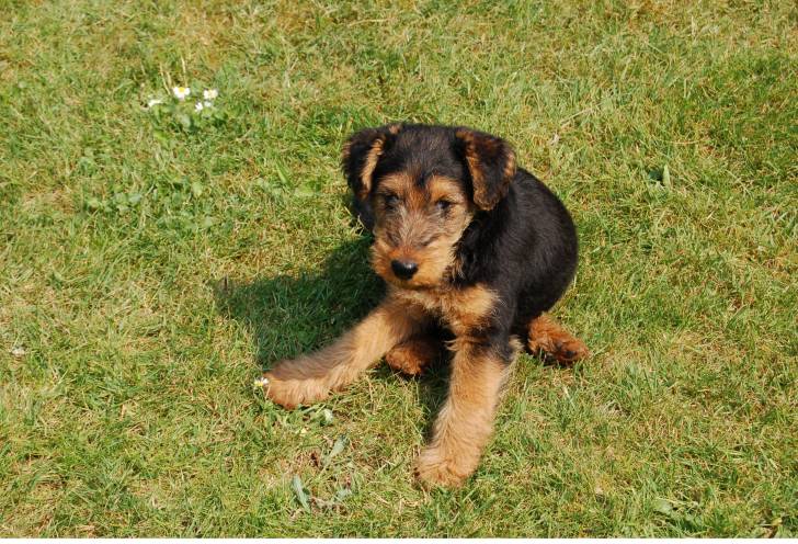 clovis - Welsh Terrier Mâle (4 ans)