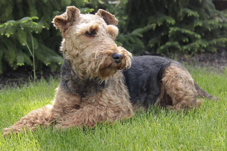 Photo Welsh Terrier