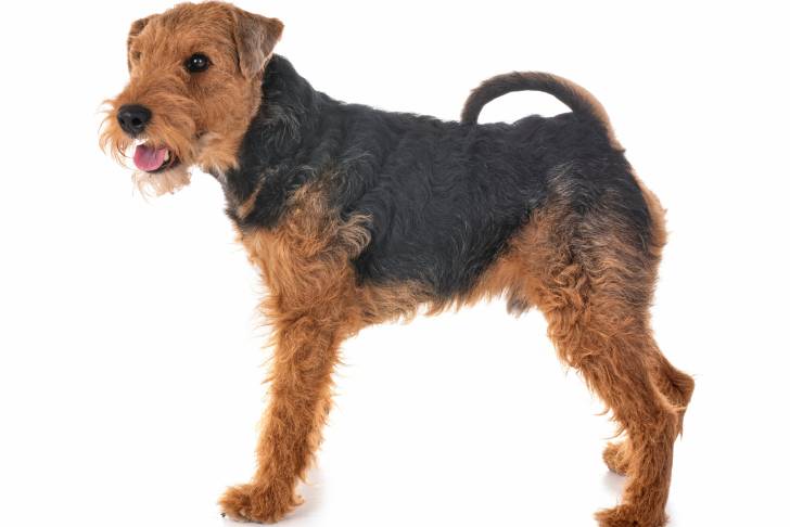 Photo Welsh Terrier