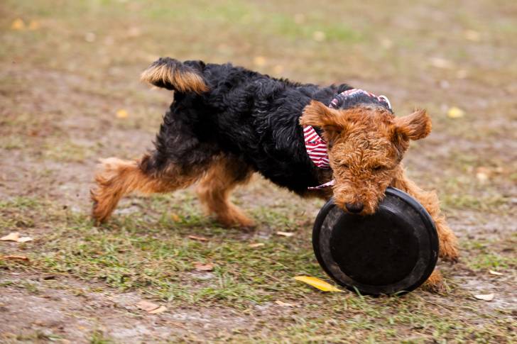 Photo Welsh Terrier