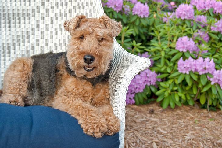 Photo Welsh Terrier