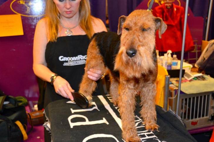 Photo Welsh Terrier