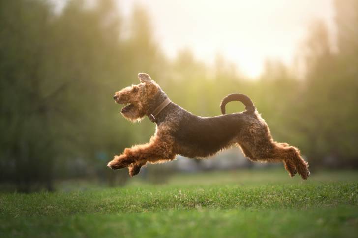 Photo Welsh Terrier
