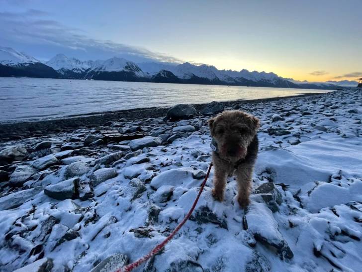 Un Welsh Terrier tenu en laisse sur une surface enneigée