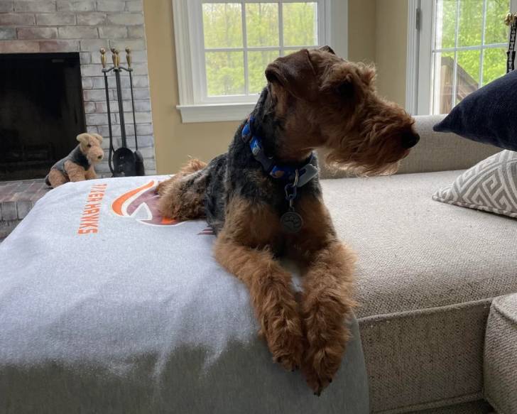 Un Welsh Terrier allongé sur un lit