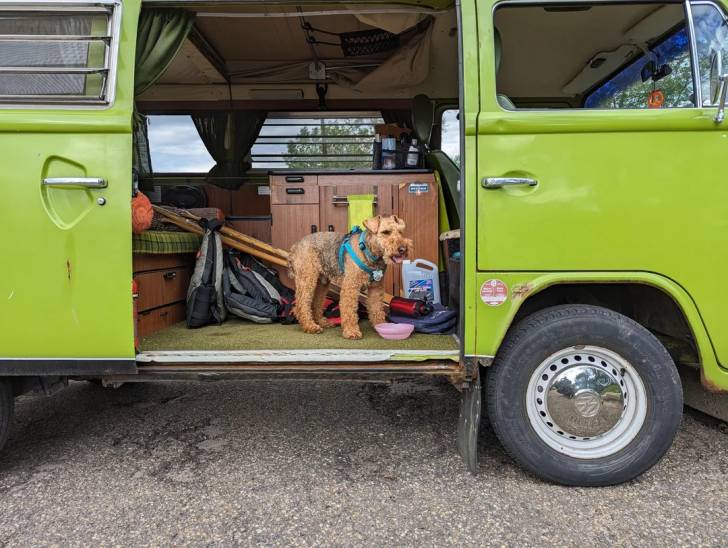 Un Welsh Terrier dans une camionnette 