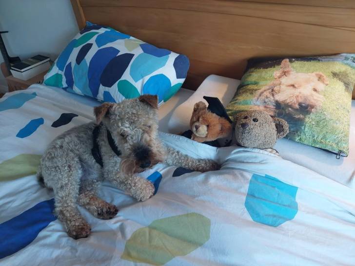 Un Welsh Terrier allongé sur un lit