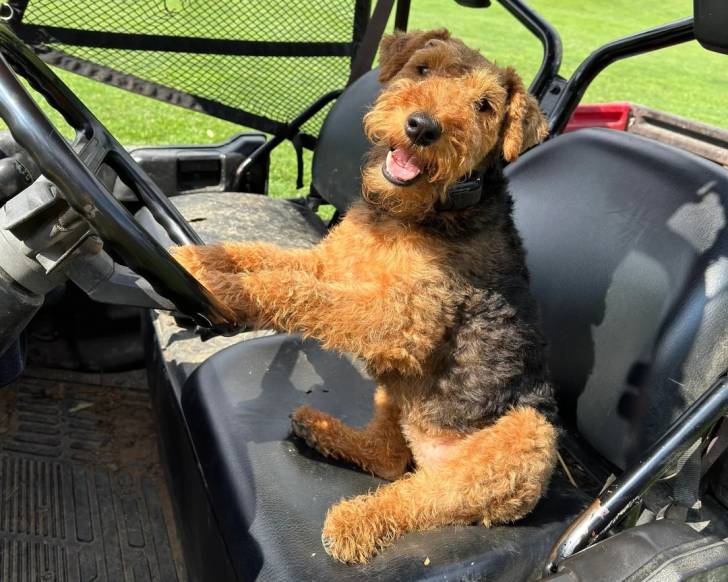 Un Welsh Terrier assis dans un véhicule