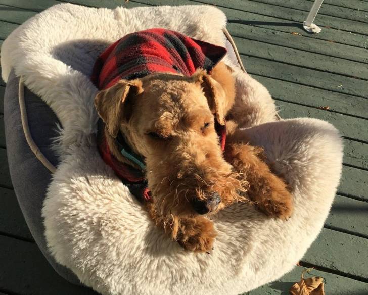 Un Welsh Terrier allongé sur un panier et semblant dormir