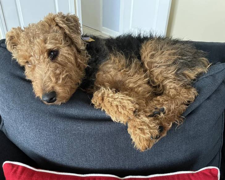 Un Welsh Terrier allongé sur un panier