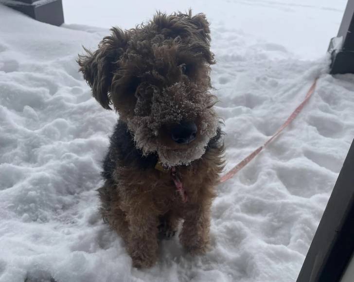 Un Welsh Terrier assis sur une surface enneigée