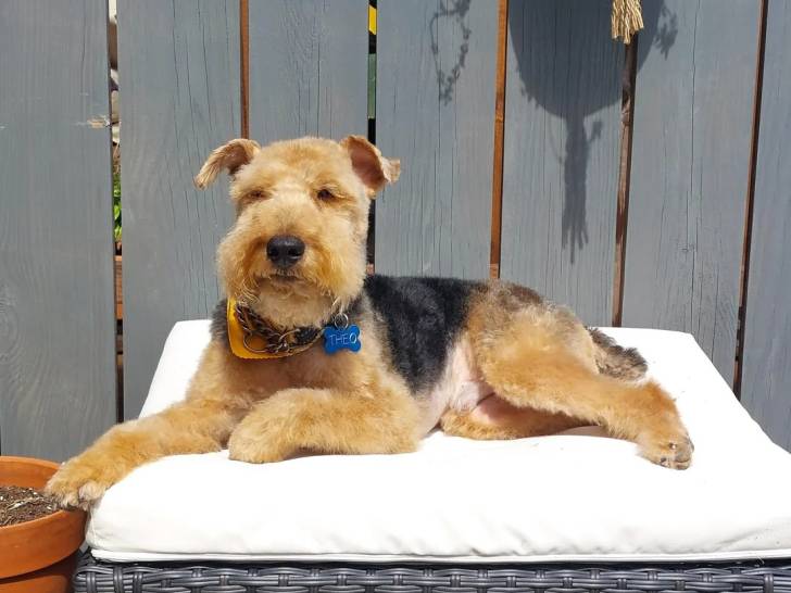 Un Welsh Terrier allongé sur un lit