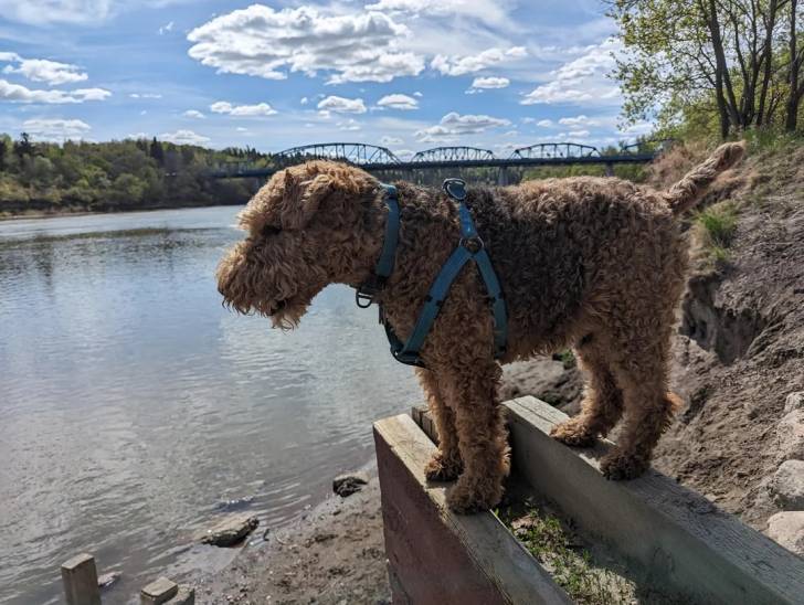 Un Welsh Terrier sur un muret et portant un harnais
