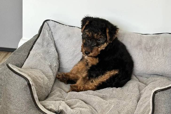 Un Welsh Terrier assis sur un panier