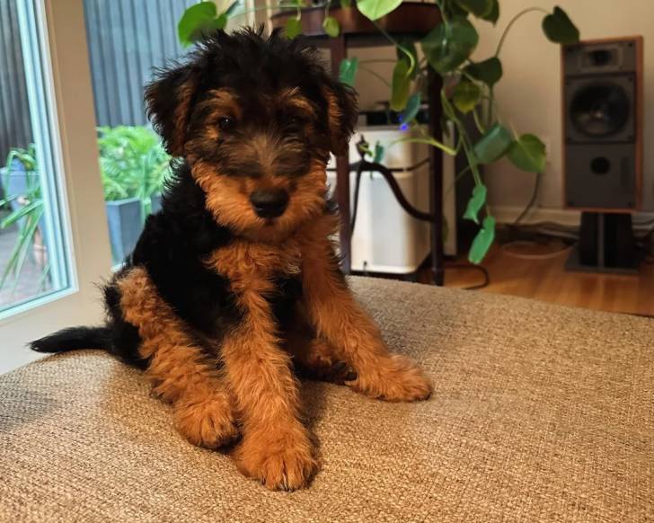 Un Welsh Terrier assis sur un tapis