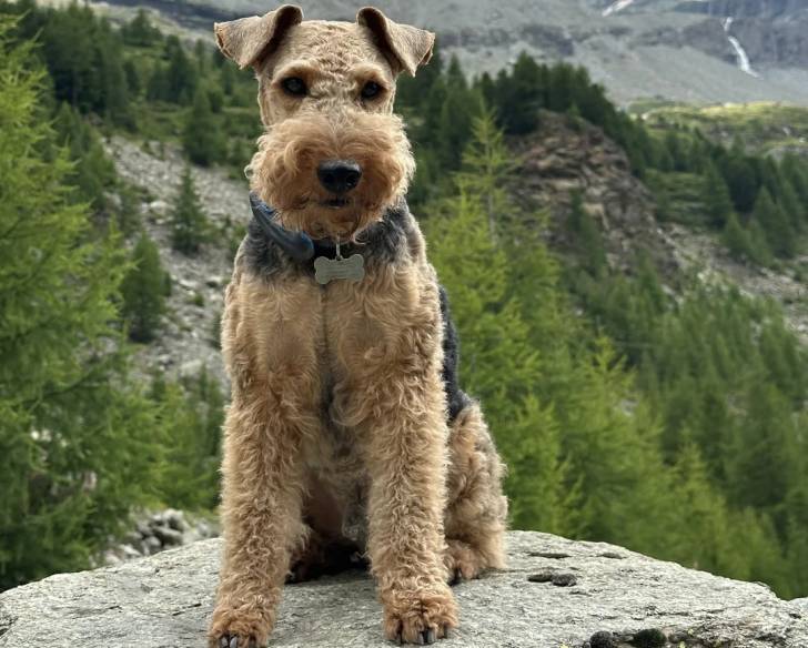 Un Welsh Terrier assis au sommet d'une montagne et portant un collier autour du cou