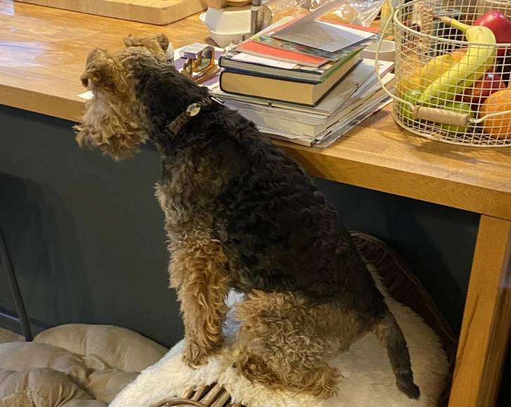Un Welsh Terrier assis et portant un collier autour du cou