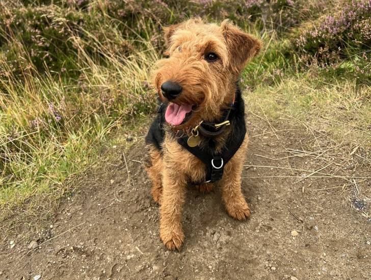 Un Welsh Terrier assis et portant un harnais