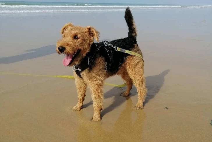 Un Welsh Terrier au bord de la mer