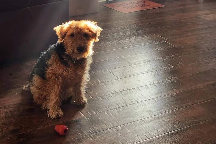 Un Welsh Terrier assis sur un parquet